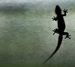 Gecko_on_My_Window_2_(17729540)